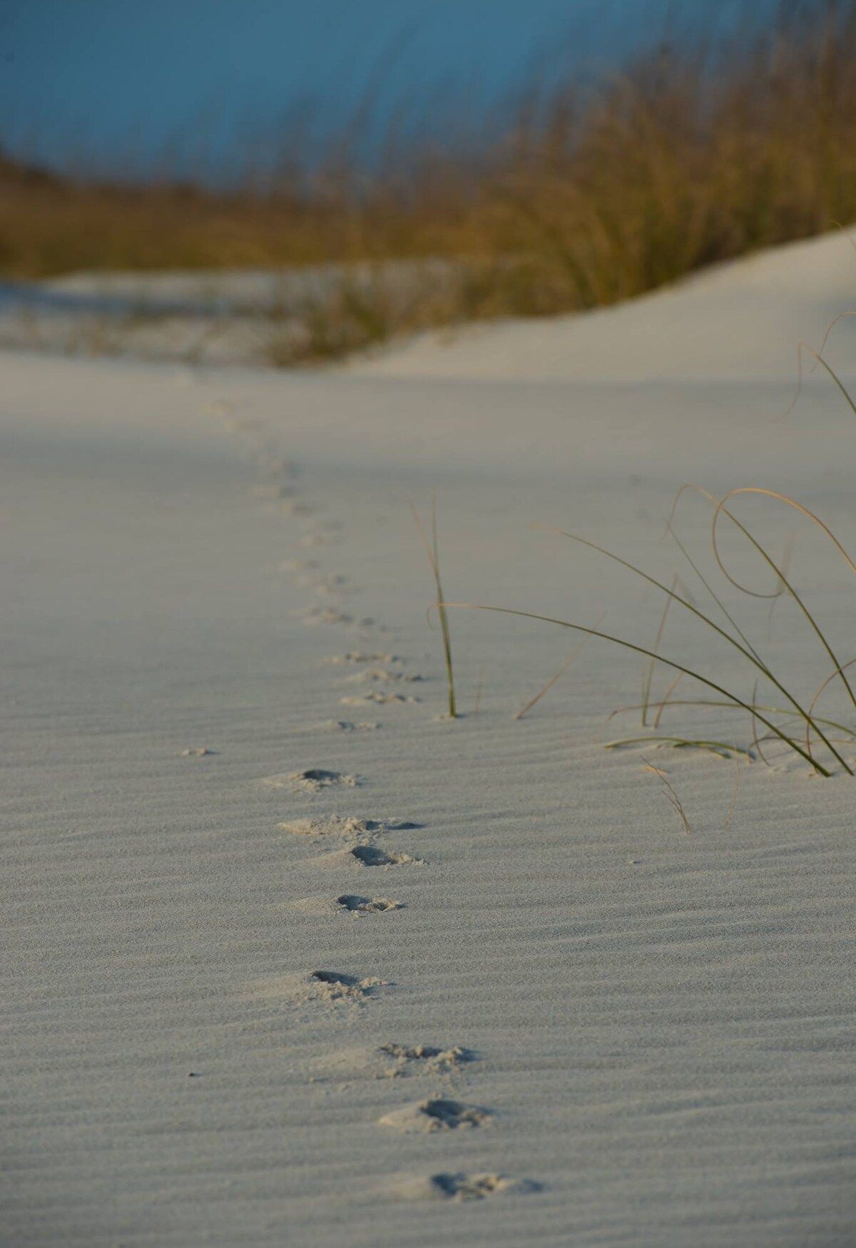 Footprints in the Sand!