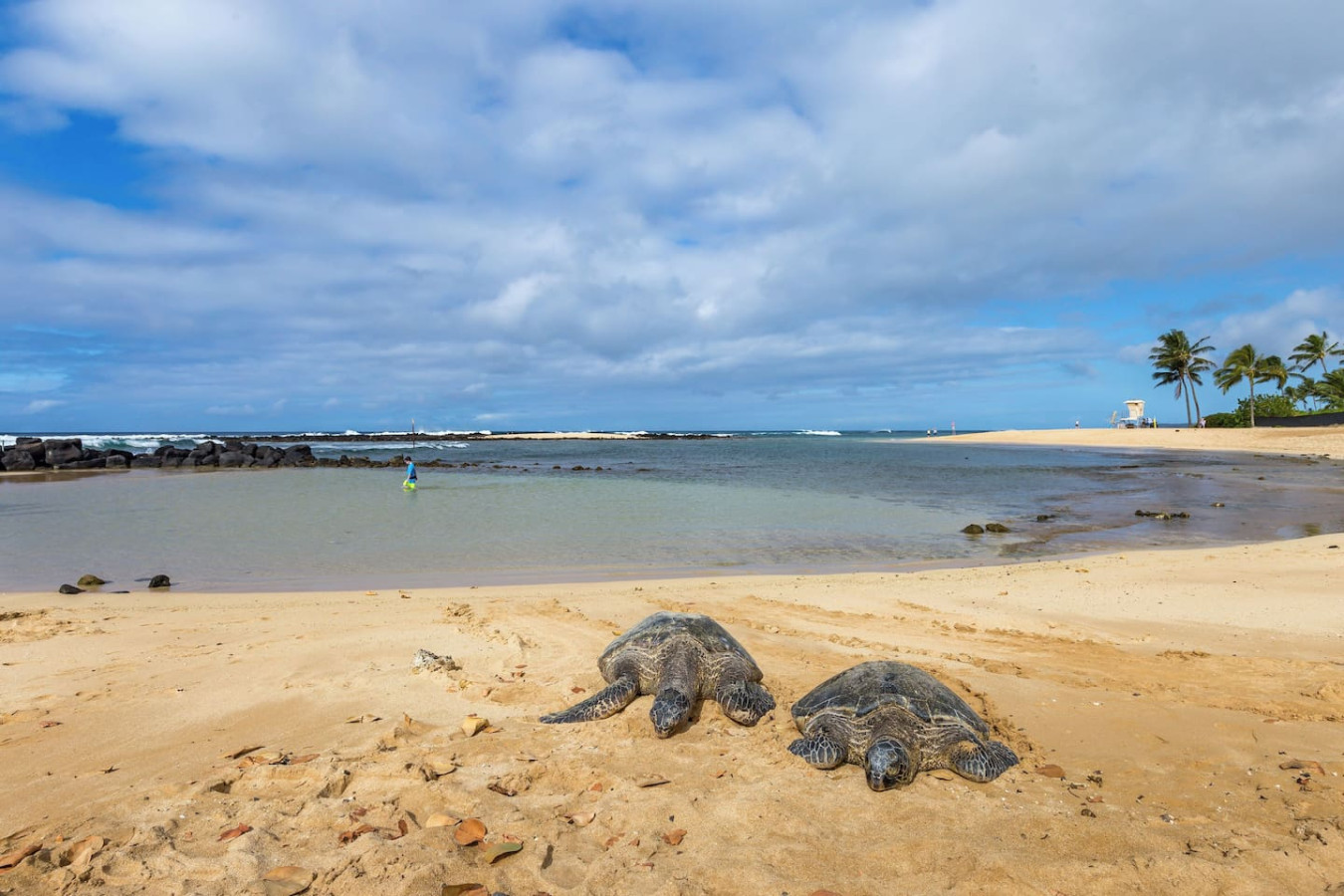 FamilyGetaway,HeatedPool,OceanViews,WalktoBeaches - Koloa FamilyGetaway,HeatedPool,OceanViews,WalktoBeaches - Koloa