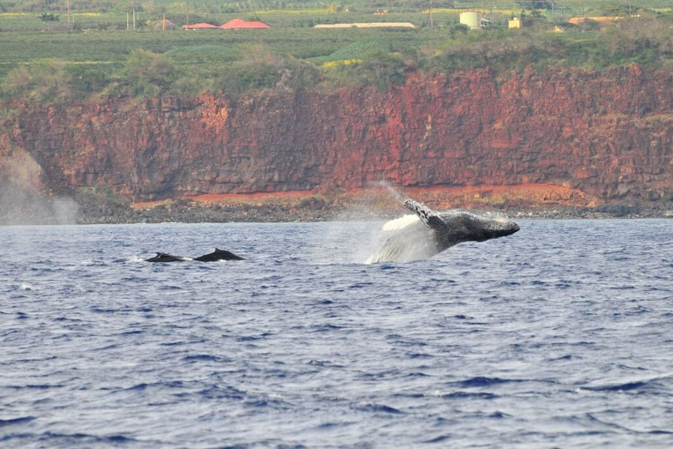 FamilyGetaway,HeatedPool,OceanViews,WalktoBeaches - Koloa FamilyGetaway,HeatedPool,OceanViews,WalktoBeaches - Koloa