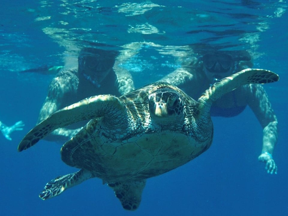 Welcome to Sea Turtle Bungalow!
