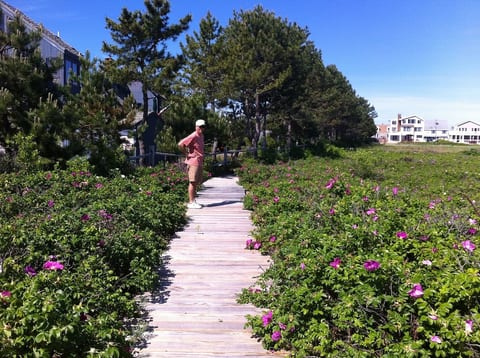 Our private path&boardwalk through our fragrant searoses. House at end of path.