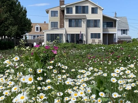 Our yard in June filled with fragrant sea roses, wildflowers and many birds.
