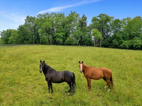 Meet, greet, and admire these gentle creatures