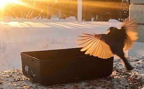 Birds in golden sunset glow