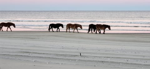 Wild horses strolling along the beach