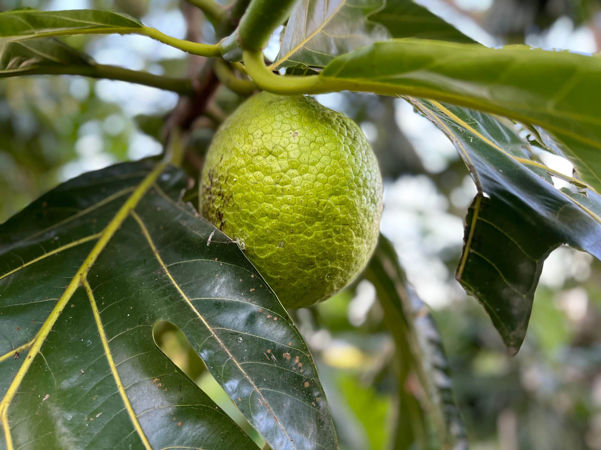 Pana (breadfruit) tree. We gladly share the bounty when they are ripe