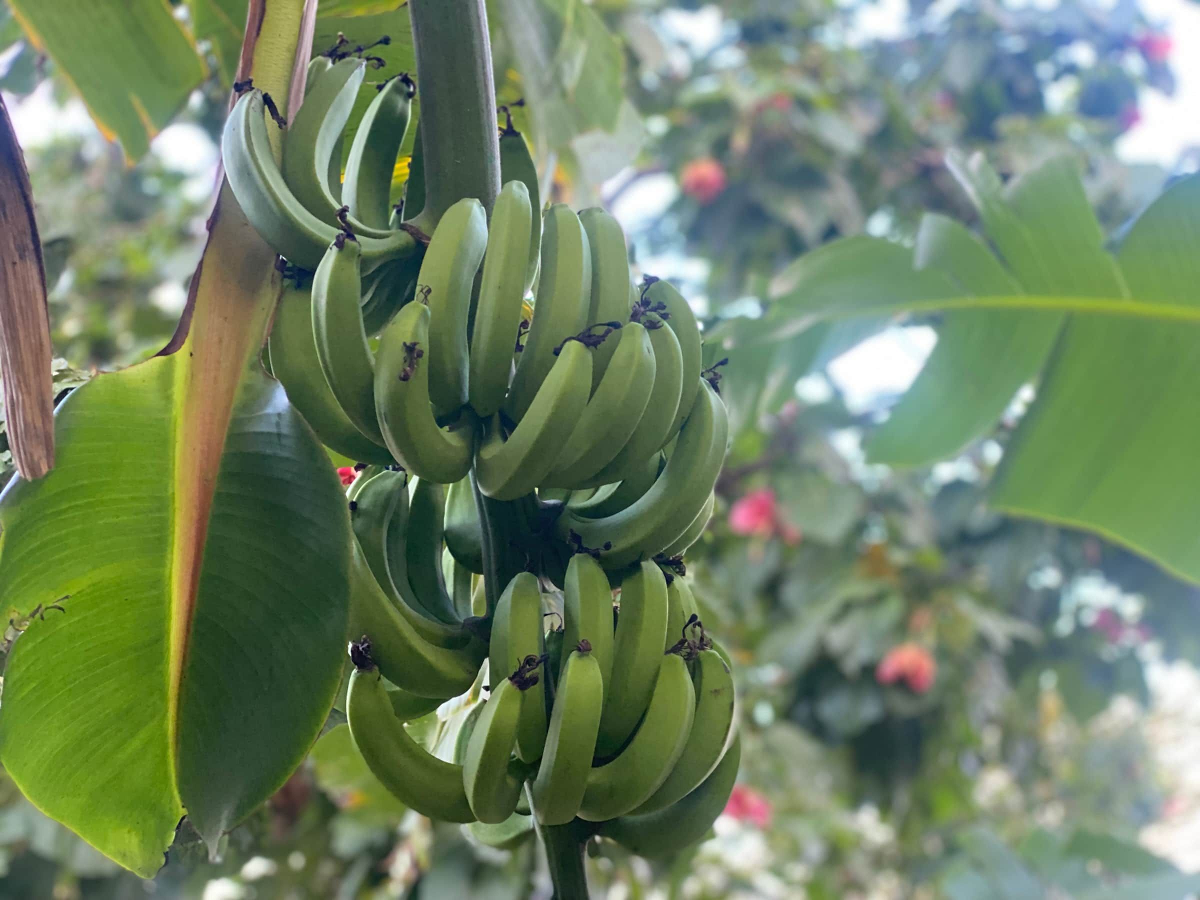 A Banana tree from our backyard. We will gladly share whenever they are ripe