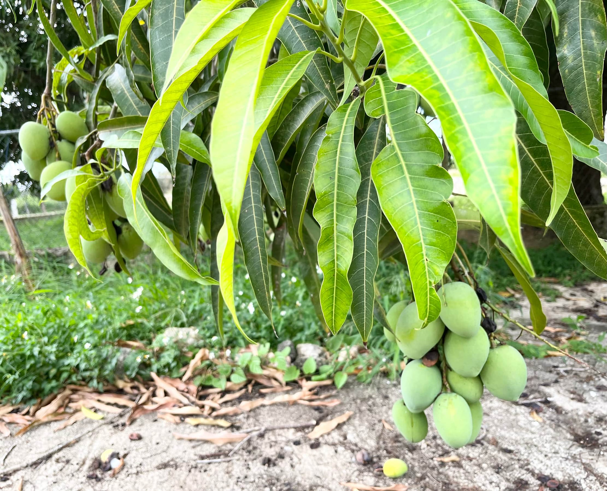 Mango tree. We will share when they are in season/ripe
