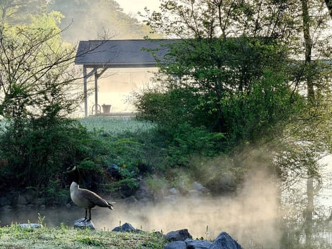 Serene morning by the water