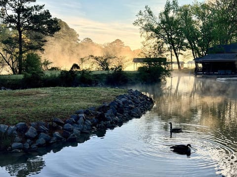 Serene lakeside morning with ducks