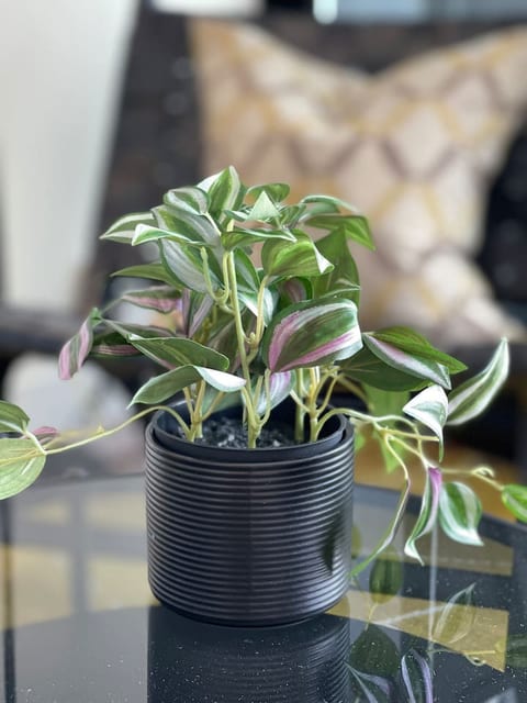 Chic indoor greenery adding a fresh, calming touch to the living space