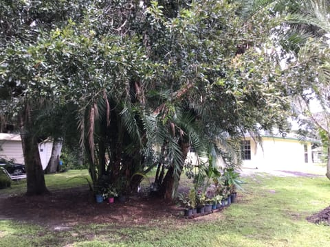 Treasure Oaks