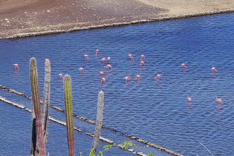 We called this unit Flamingo Hideaway for a reason - flamingos are best admired right from our infinity pool in early morning