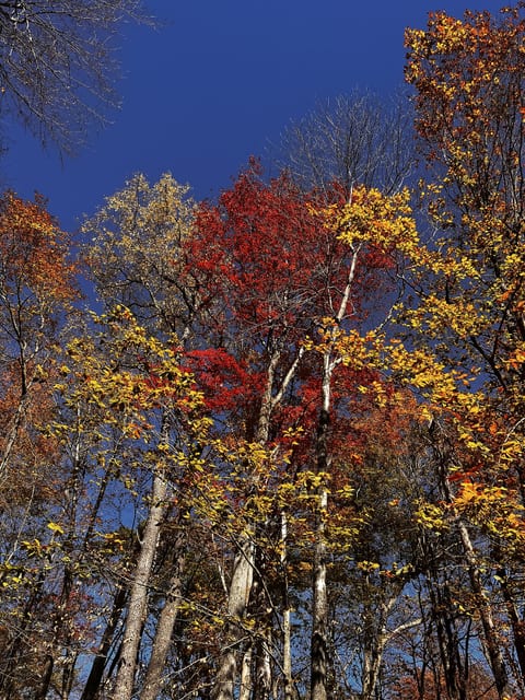Vibrant fall foliage and peaceful woodland views under a clear blue sky