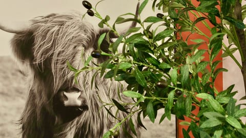 Stylish greenery and bold Highland cow art add cozy character