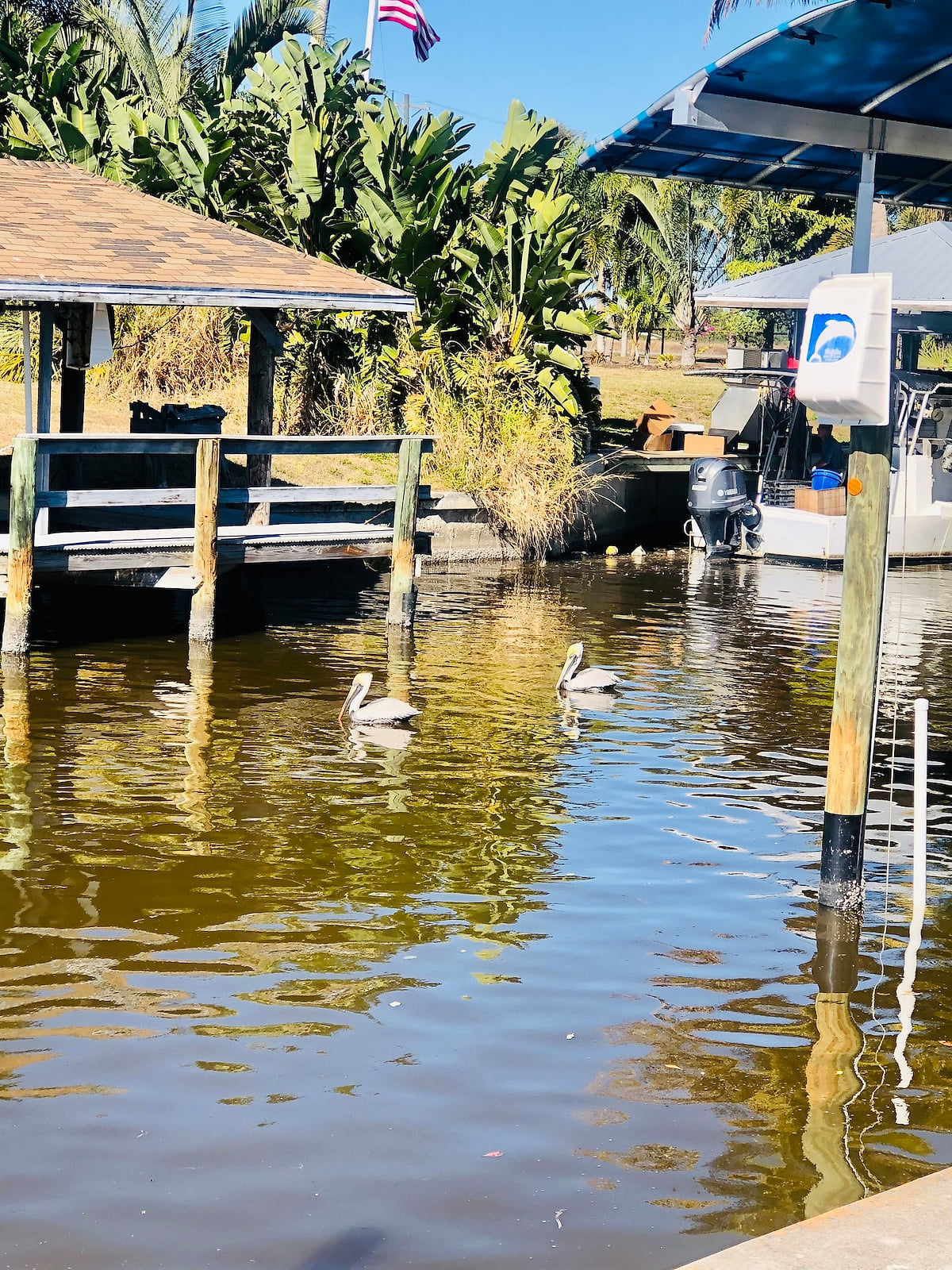 Beautiful pelicans up and down our canal