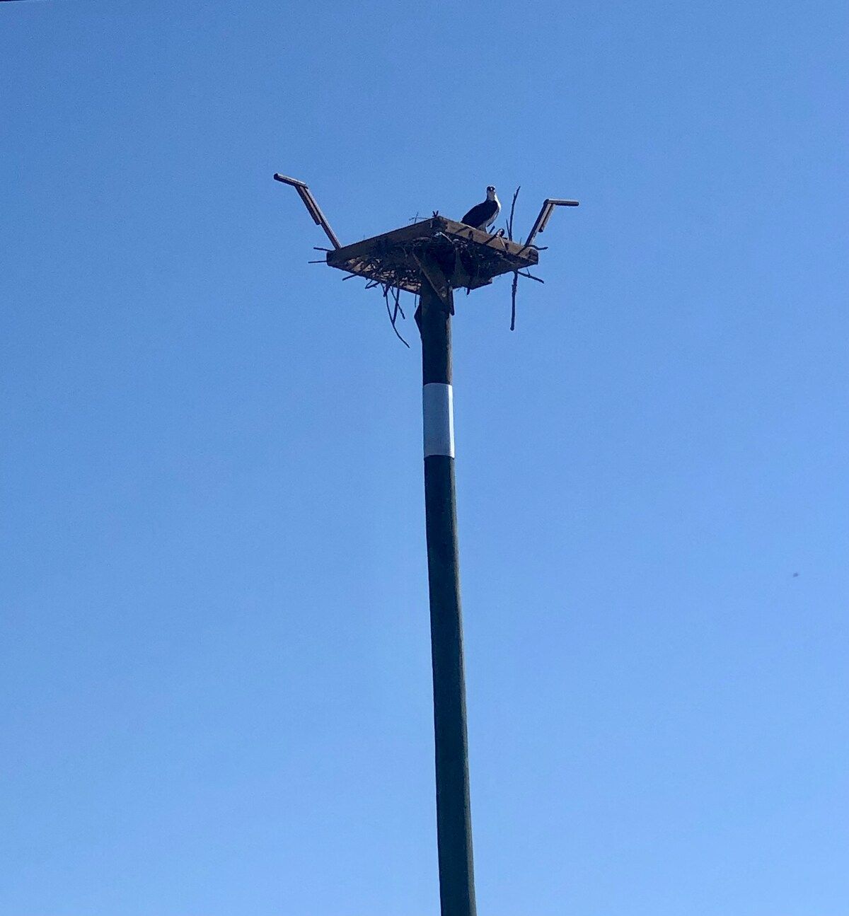 We have an osprey nest right next to the house. It's soooo cool watching them!