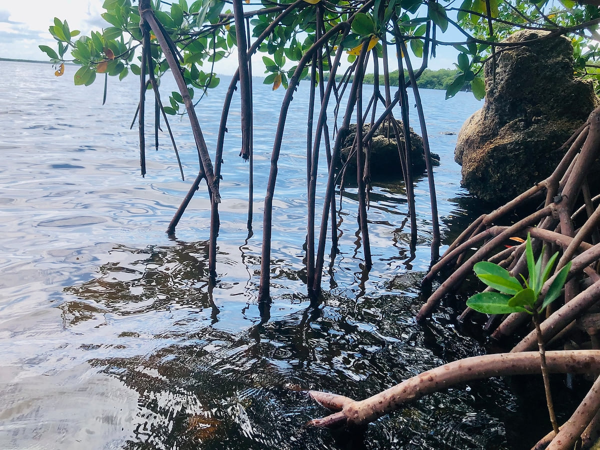 Our island is filled with mangroves! They are so so cool looking