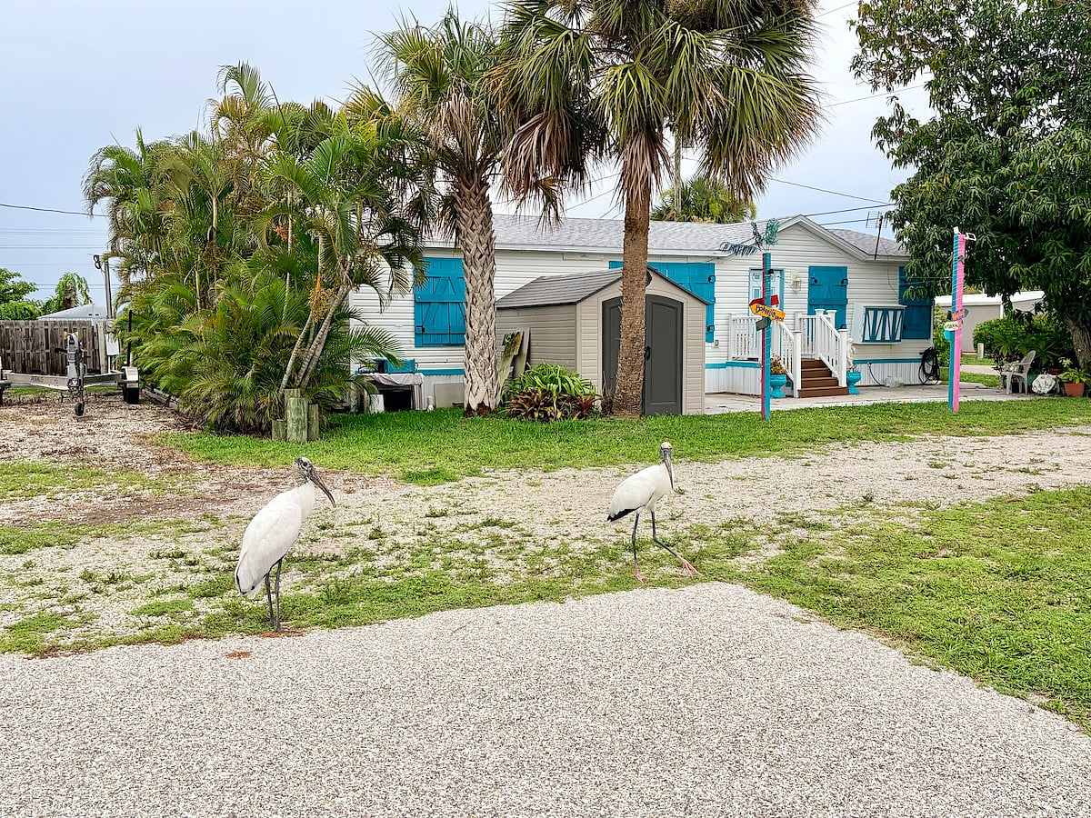 Our local visitors! Can’t beat island wildlife