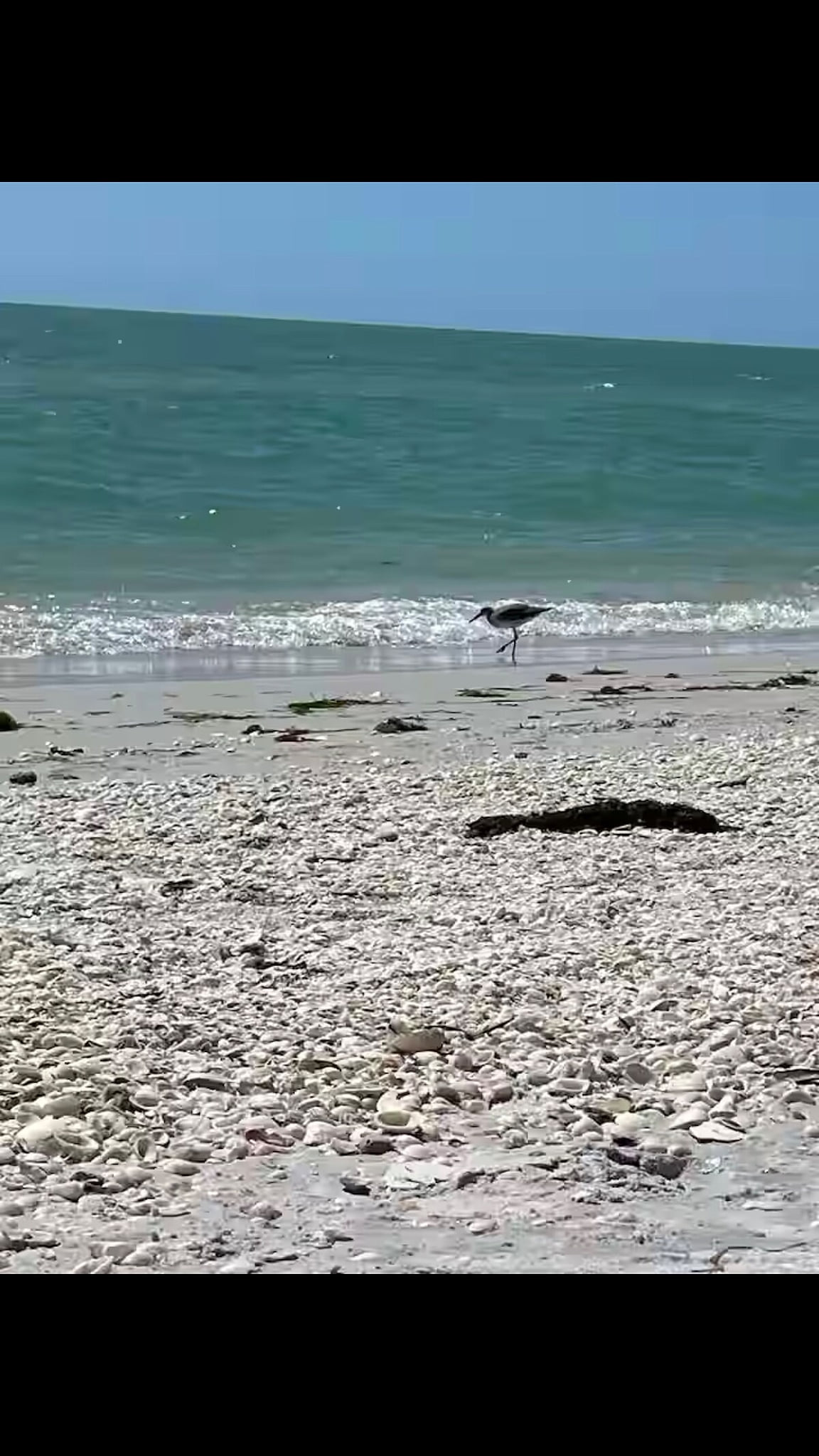 This is breathtaking North Captiva Beach! A short few minutes boat ride over