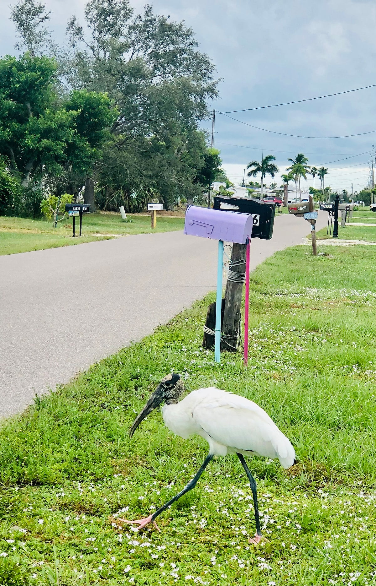 Wood storks are all around the houses and our street