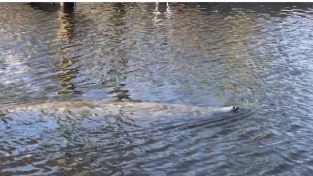 A HUGE manatee right off our dock!  Just so cool!