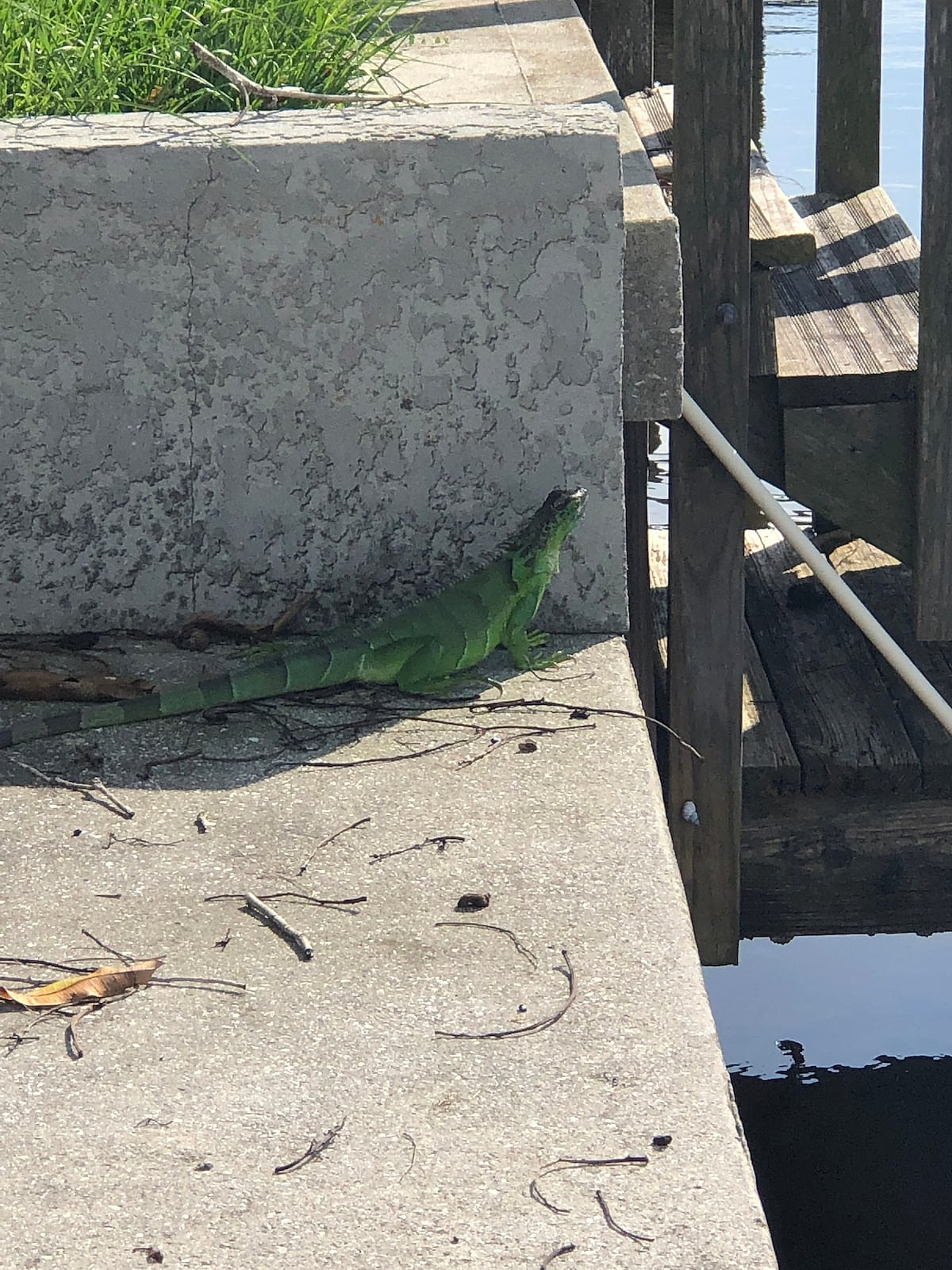Right next to our dock...really adorable!