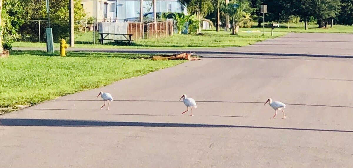 Oh you know just a typical morning walk in our Flamingo Bay!  Awwwwww