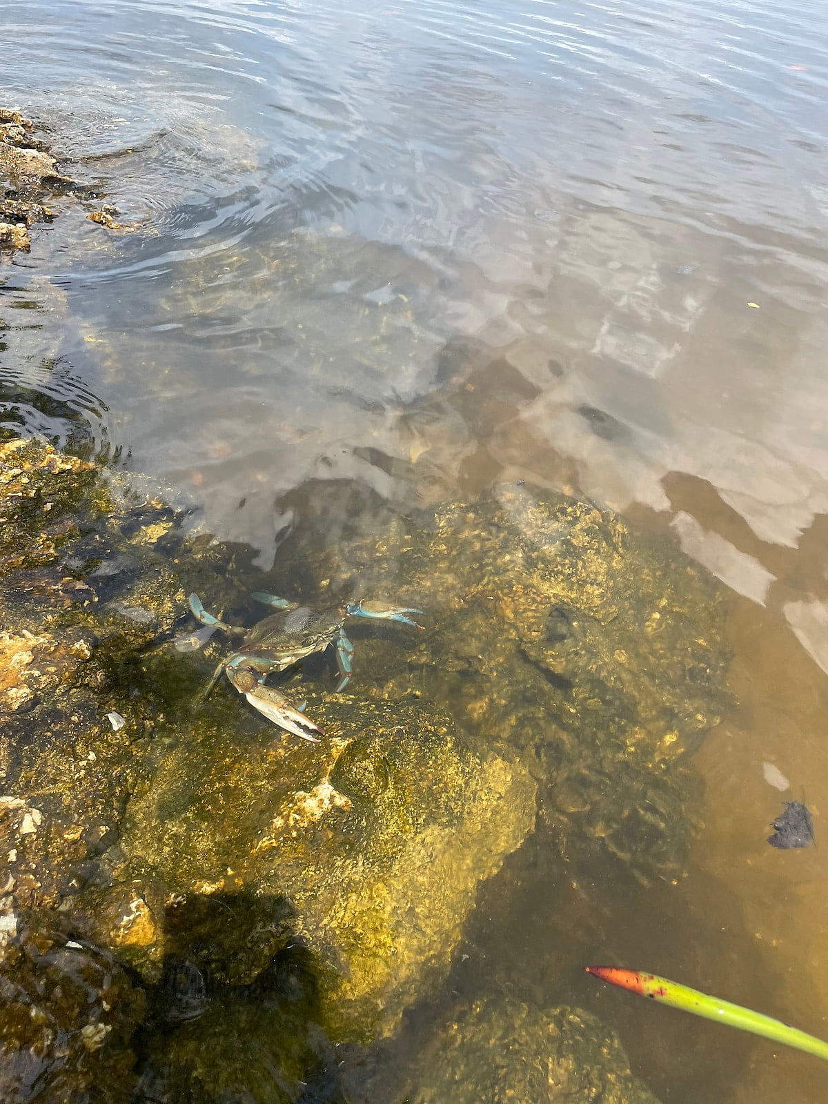 We always find various different cuties around the Island!