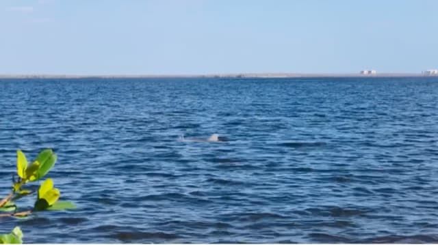A cute dolphin at our Tropical Point Beach on the Island!