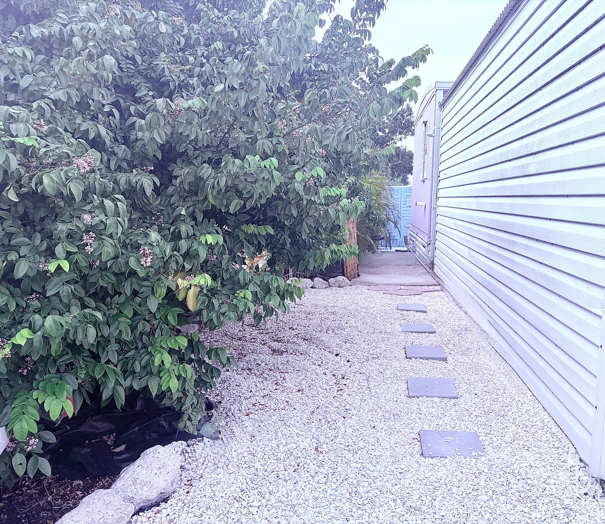 We just made a cool shell walkway next to the star fruit tree