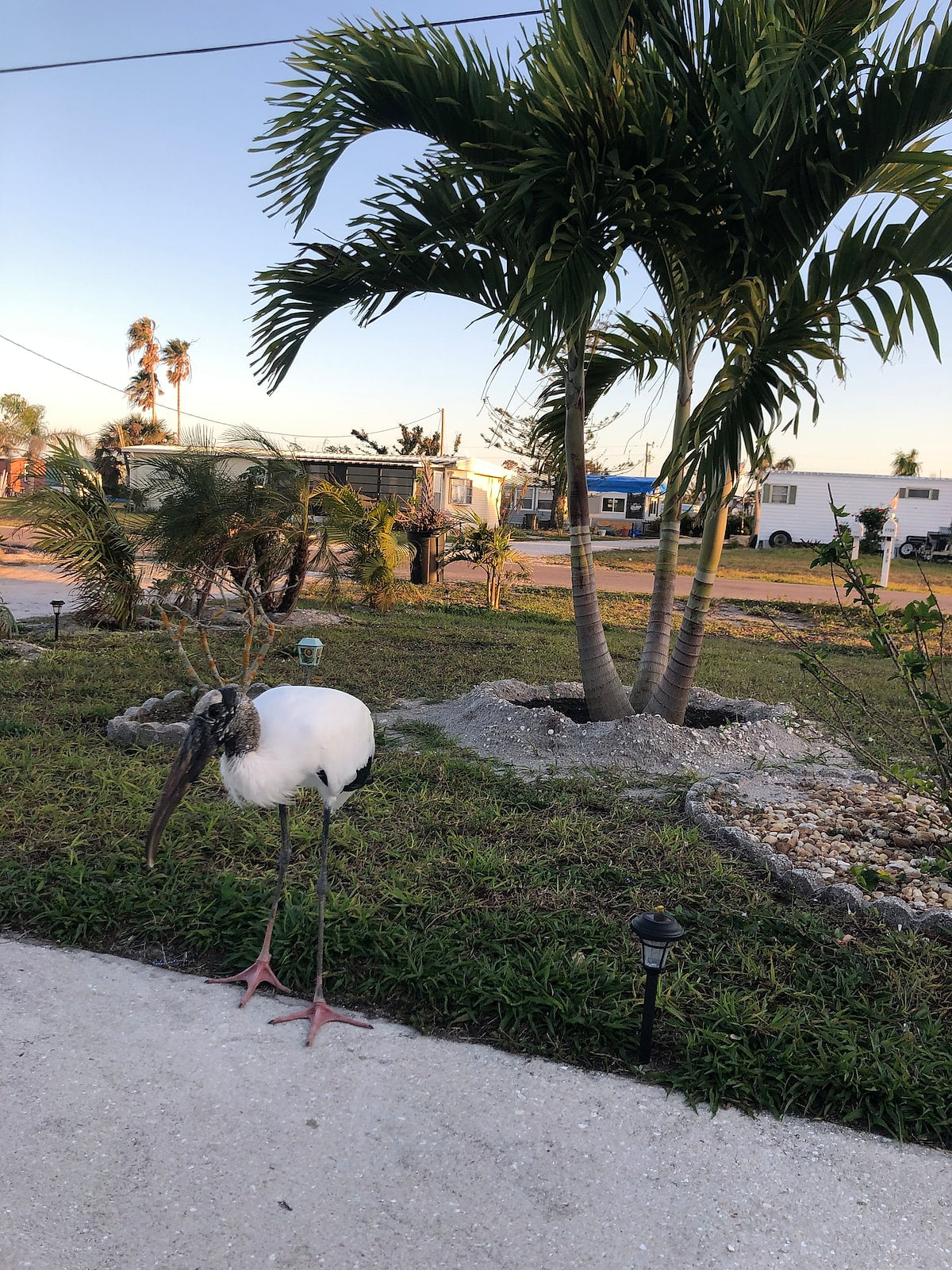 Adorable!  Also new Palm trees planted out front!