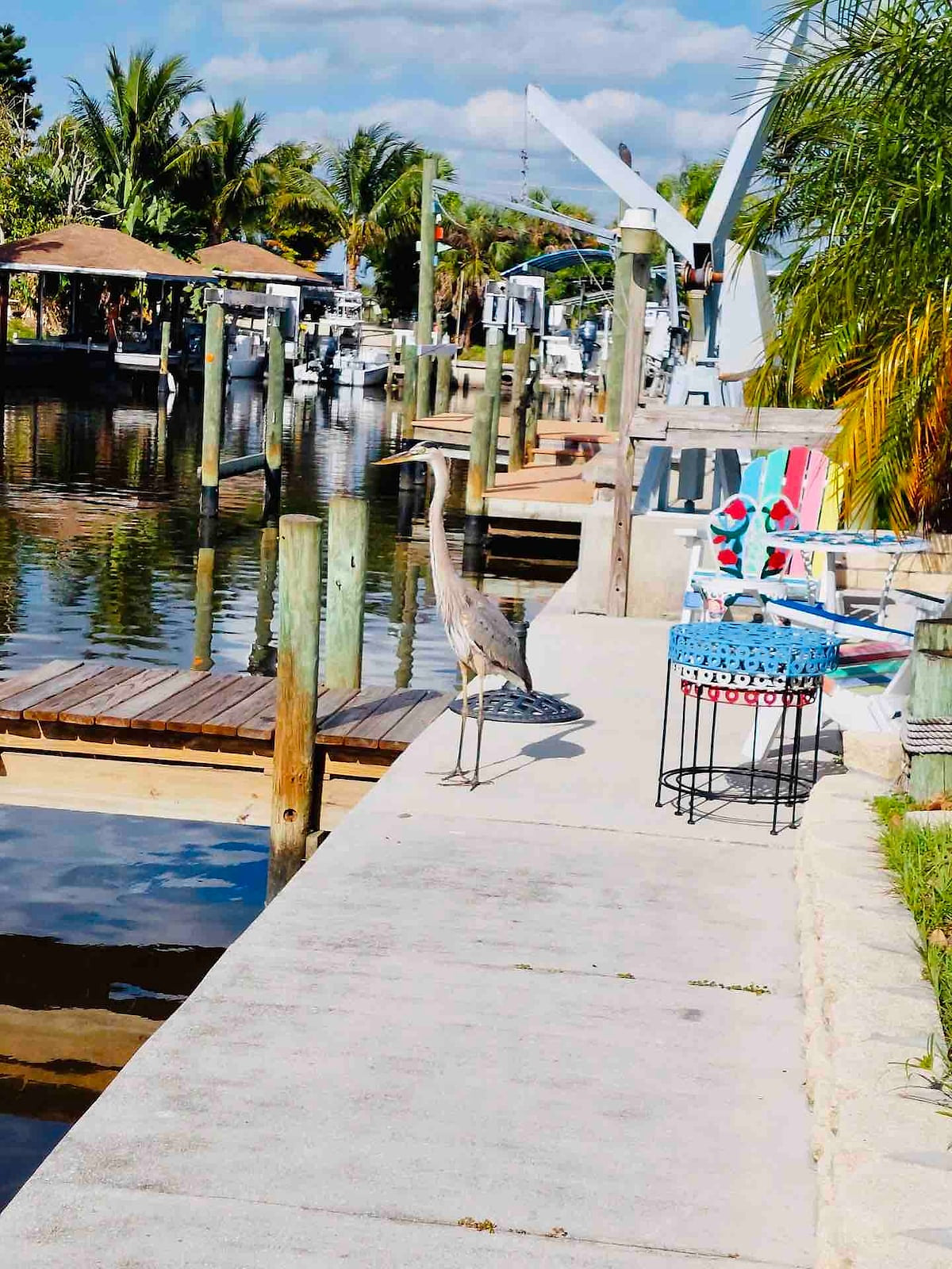 Loving see the wildlife around our dock and house!  So beautiful