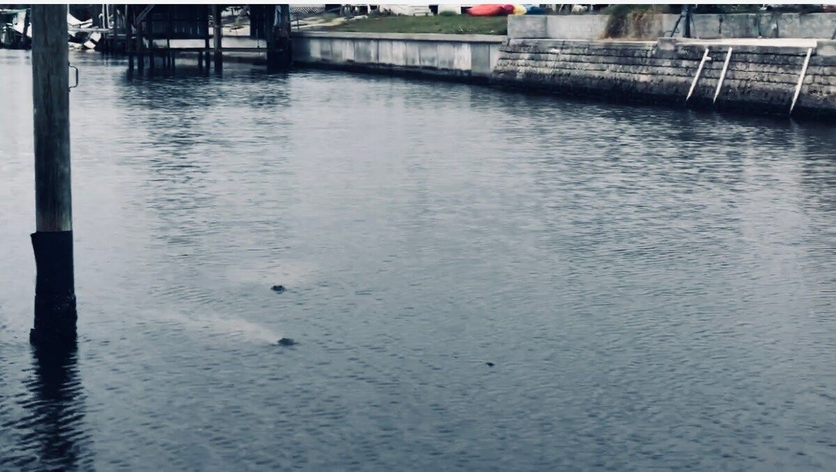 2 manatee's on our canal!  Adorable to watch!