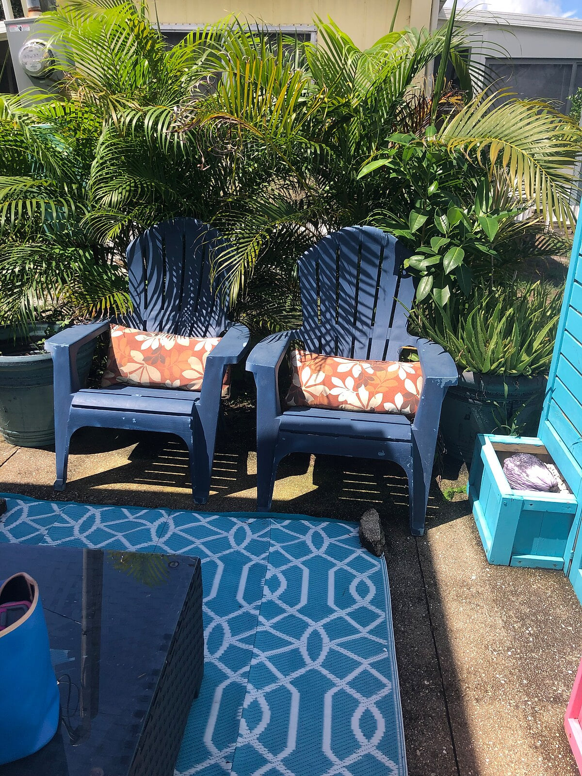 So excited our new palms have grown well - enough for good privacy