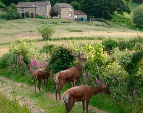 Red deer grazing below Callow Barn