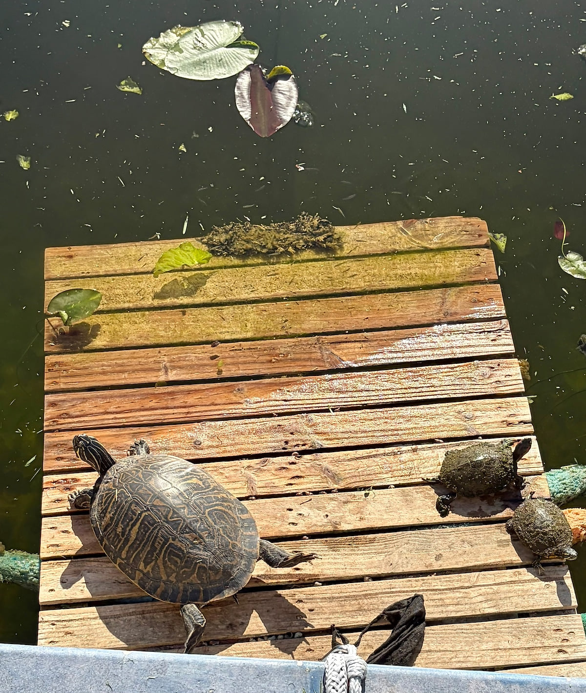 Turtle Calm - Feed Our Turtles! Hot Tub & Beach image 13