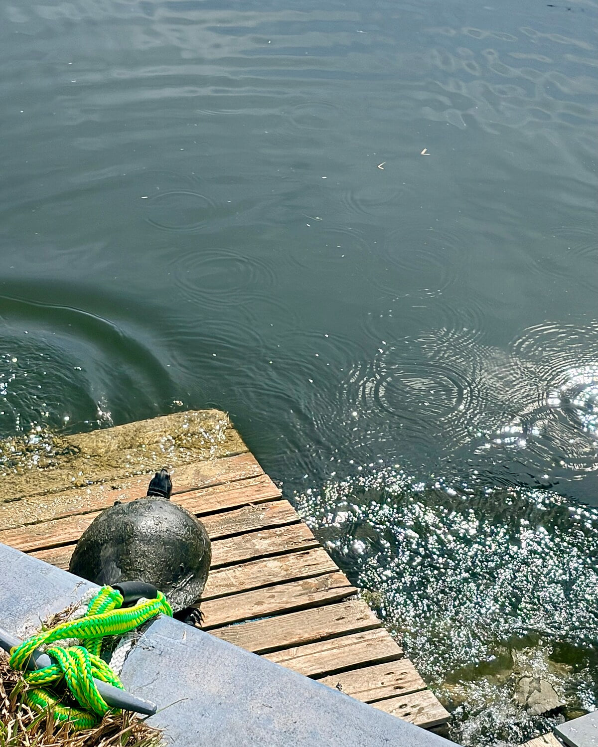 Turtle Calm - Feed Our Turtles! Hot Tub & Beach image 121