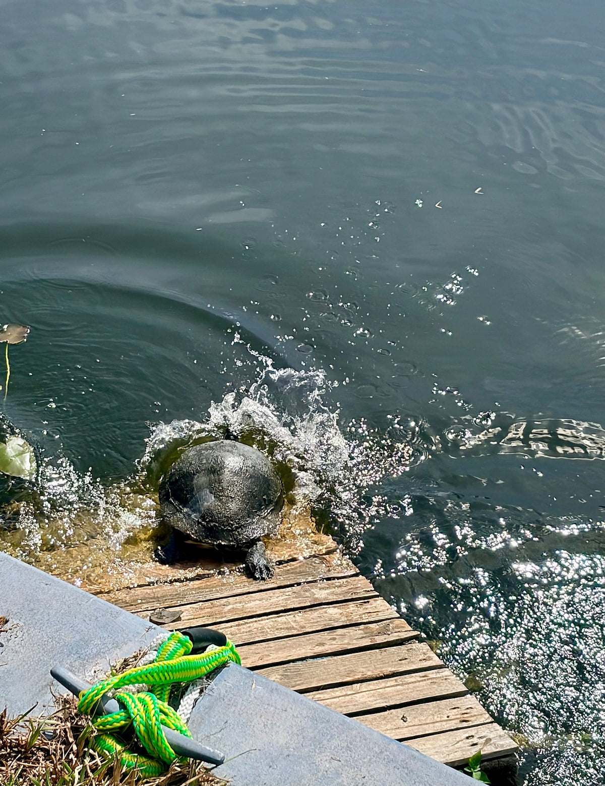 Cannonball!