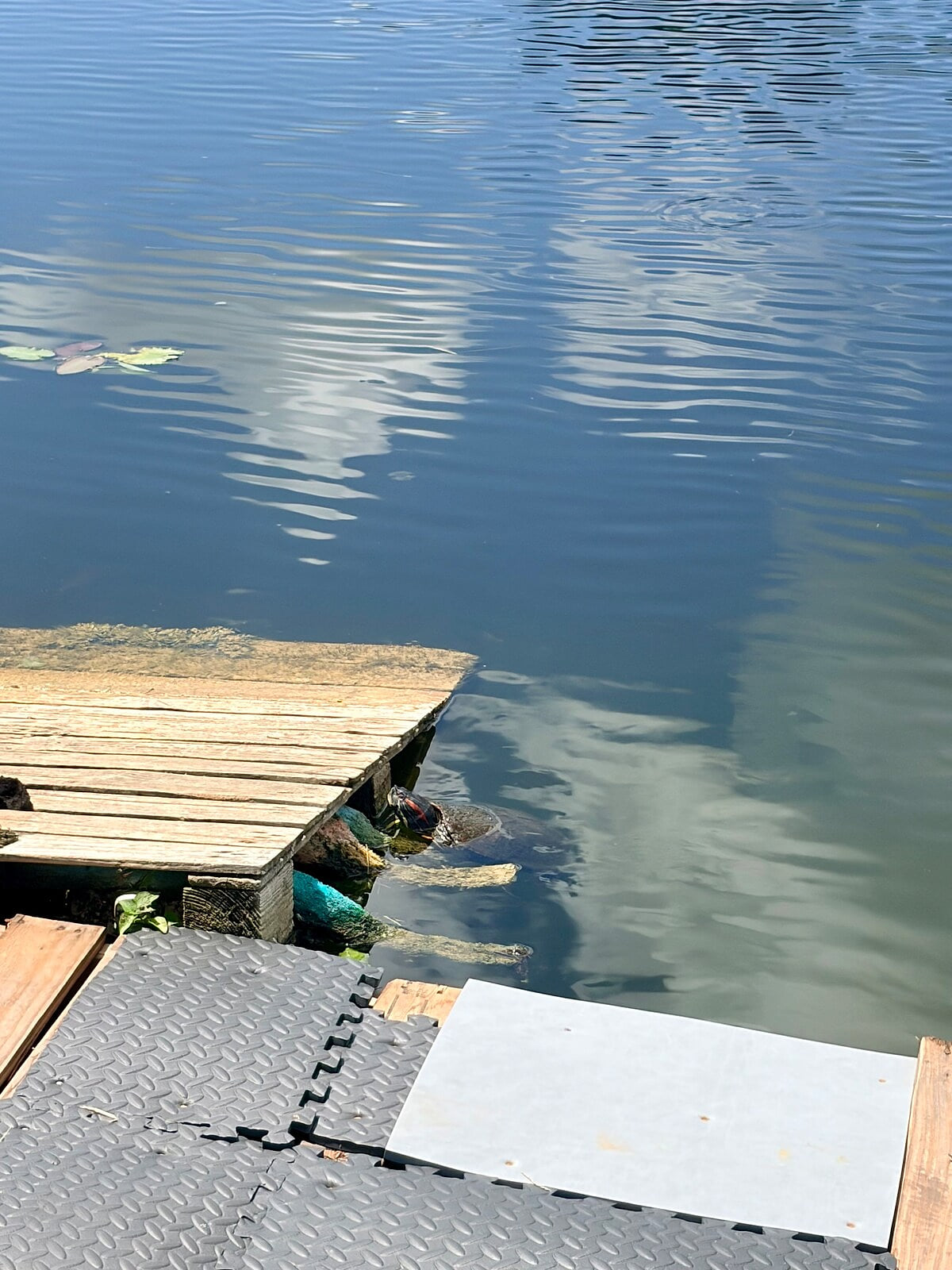 Choosing which dock to climb ha!