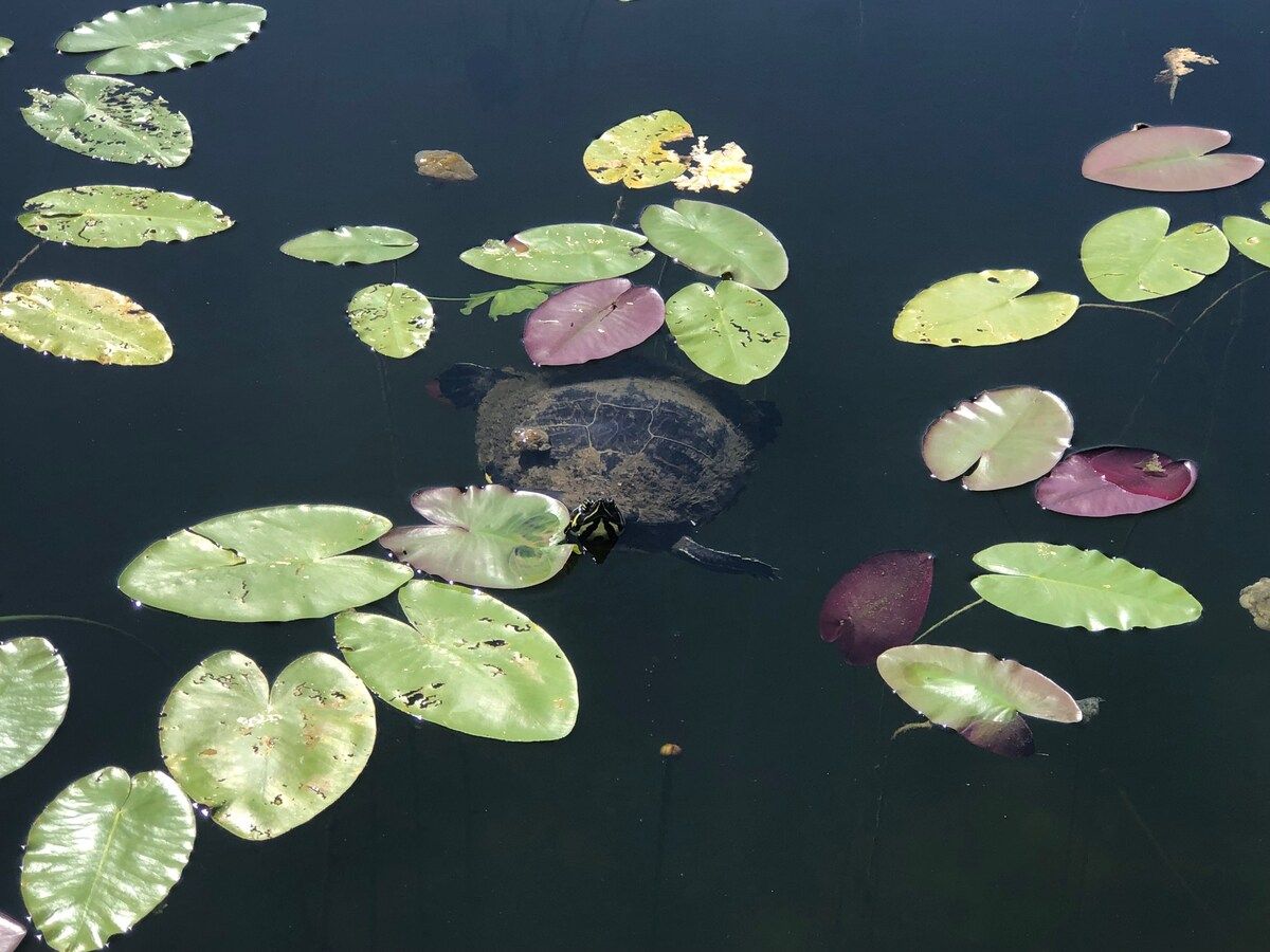 Turtle Calm - Feed Our Turtles! Hot Tub & Beach image 18