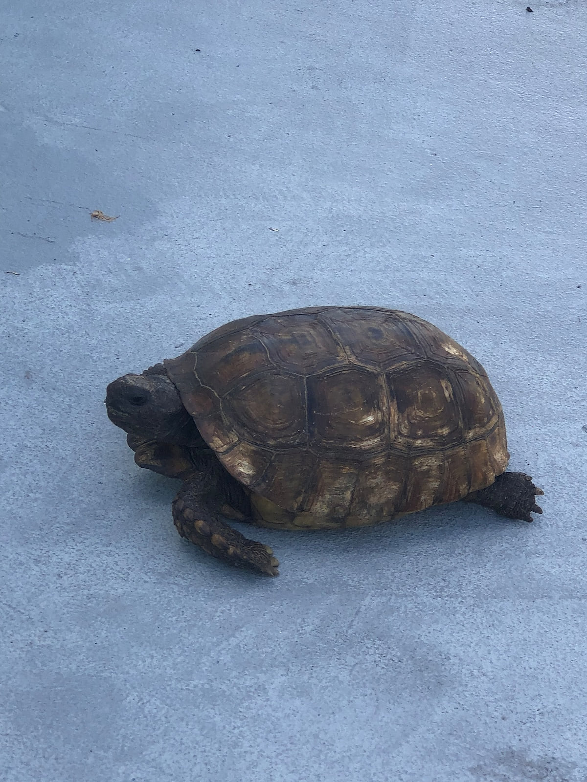 Turtle Calm - Feed Our Turtles! Hot Tub & Beach image 53