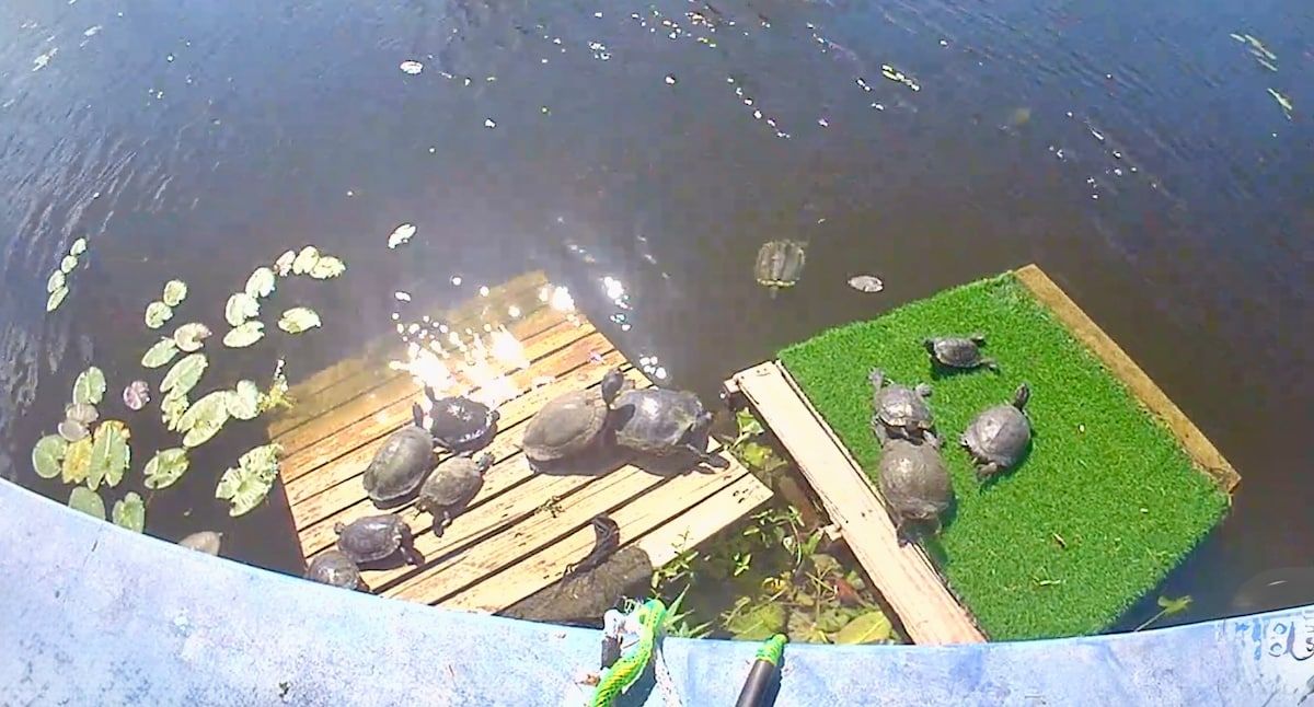 Turtle Calm - Feed Our Turtles! Hot Tub & Beach