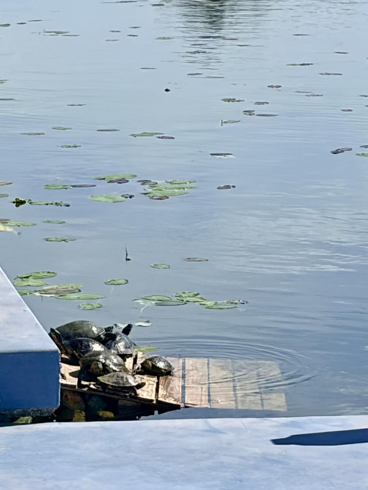 Turtle Calm - Feed Our Turtles! Hot Tub & Beach image 10