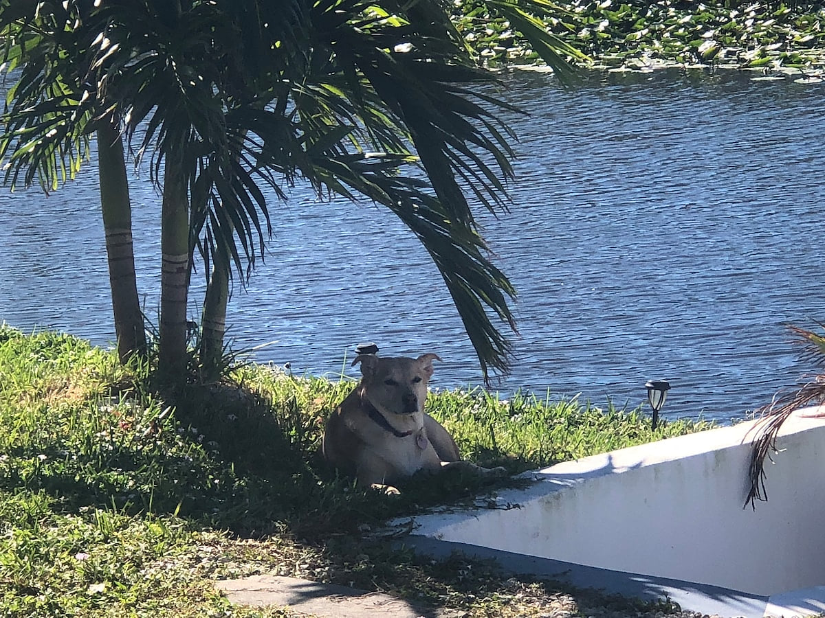 Bring your pets!! Fully fenced in yard for them to run and play
