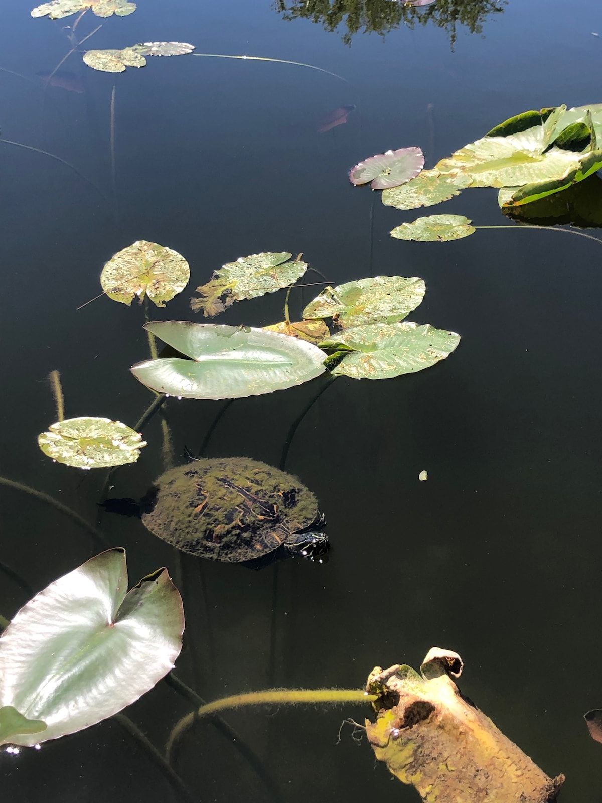 Turtle Calm - Feed Our Turtles! Hot Tub & Beach image 23