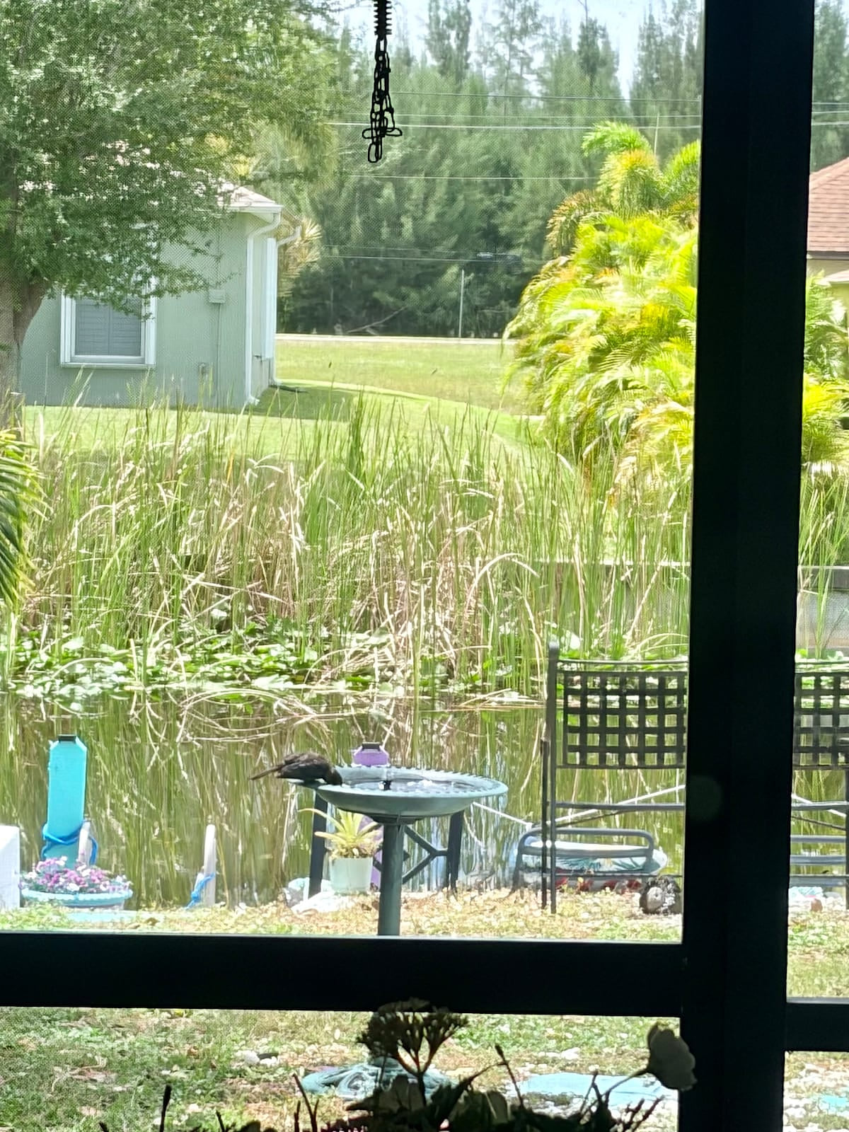 We have so much wildlife in our yard
