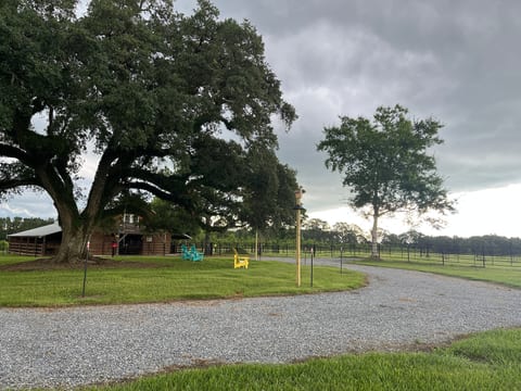 The horse barn and driveway with the signature oak.