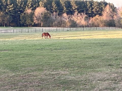 Bandit in a steel fenced pasture on a fall afternoon.