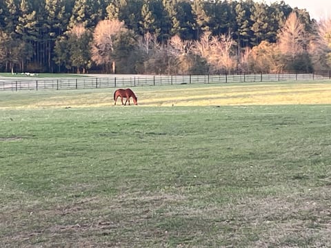 Bandit in a steel fenced pasture on a fall afternoon.